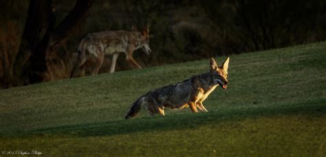 Stephen Philips - Wild Coyotes in Arizona (110º afternoon)