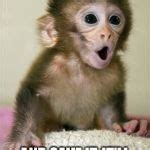 Surprised baby monkey Meme Generator - Imgflip