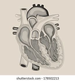 Heart Anatomy Cross Section Stock Vector (Royalty Free) 178502213 ...