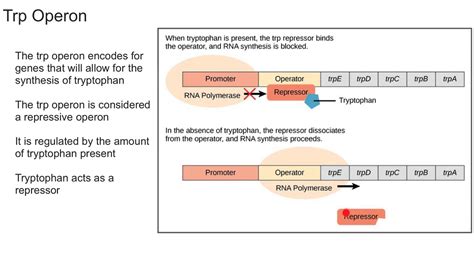 Trp Operon Diagram