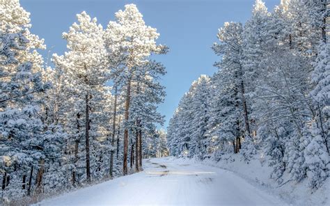 Tree Lined Winter Road Image Abyss