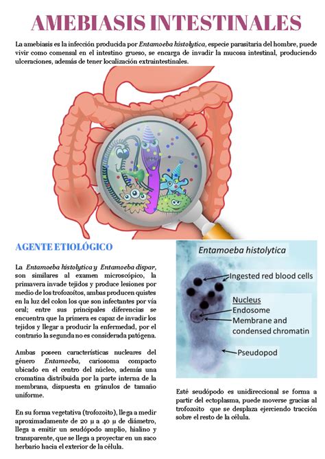 Amebiasis Intestinales Amebiasis Intestinales La Amebiasis Es La Infección Producida Por