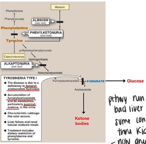 Amino Acid Metabolism Flashcards Quizlet