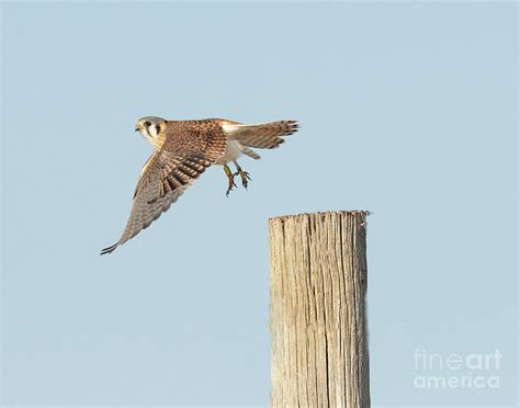 Bird Kestrel American Kestrel Bird Of Prey Nature Utah Wildlife