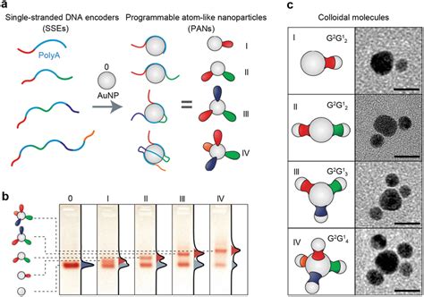 Application Of Polya‐tagged Dna‐binding Aunps In Biosystems A