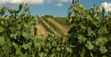 Visit To The Abbey Of S Antimo Di Montalcino Siena In Tour