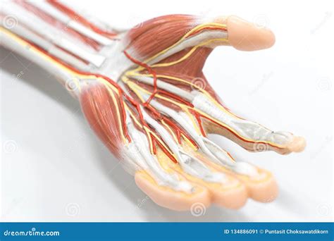 Muscles of the Palm Hand for Anatomy Education Stock Image - Image of ...