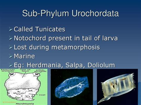 Phylum Urochordata Doliolum