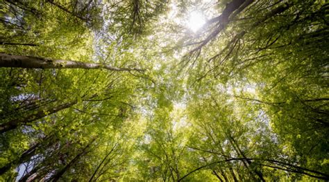 Il 21 Marzo Si Celebra La Giornata Internazionale Delle Foreste