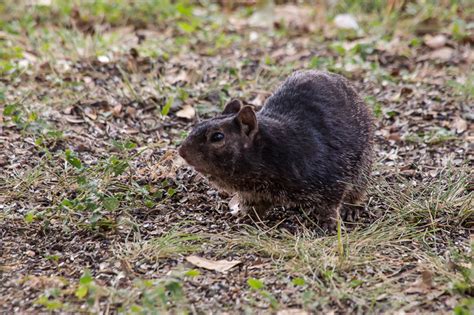 Rock Squirrel (Spermophilus variegatus)