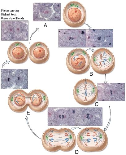 The Phase Of Mitosis Labeled B In The Diagram Is Biology