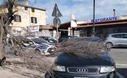 Raffiche Di Vento Rami E Alberi In Caduta Libera QFiumicino