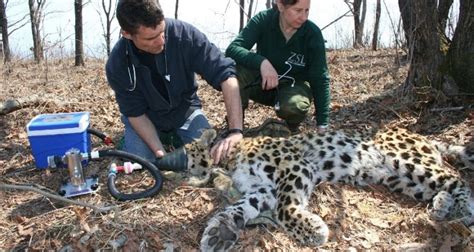 Human Impacts The Amur Leopard