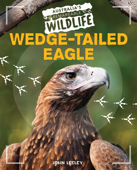 Wedge Tailed Eagle By John Lesley Redback Publishing Australia