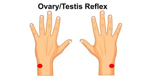 Ovary or Testis Reflex - Bliss Squared Massage