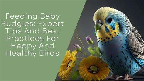 Feeding Baby Budgies: Expert Tips And Best Practices For Happy And Healthy Birds