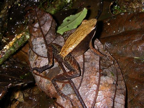 Mantidactylus opiparis Définition et Explications