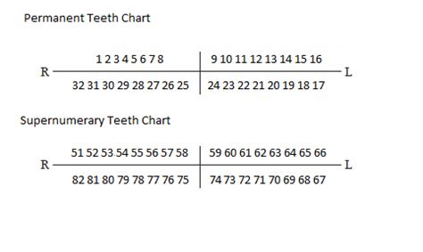 How to Number Supernumerary Teeth | Supernumerary Teeth - Hyperdontia