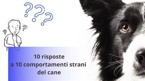 Comportamenti Strani Del Cane 10 Risposte A Cose Che Ti Chiedi Su Fido