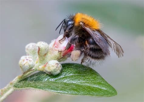 White Tailed Bumble Bee By Stace Ephotozine