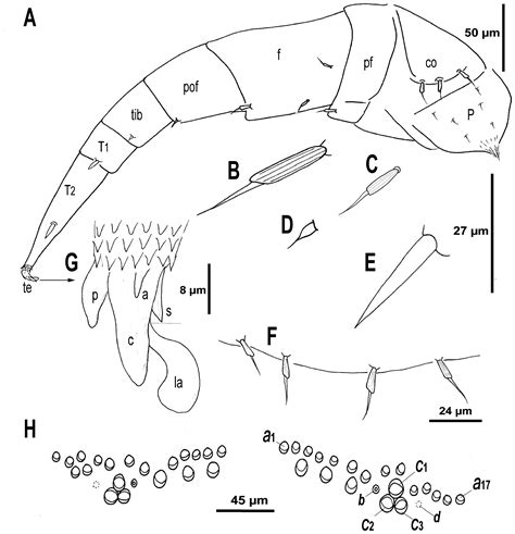 FIGURE 6 in First records of penicillate millipedes (Diplopoda