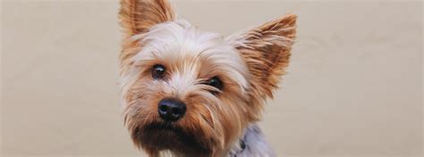 Common health problems with Yorkshire Terriers | ManyPets