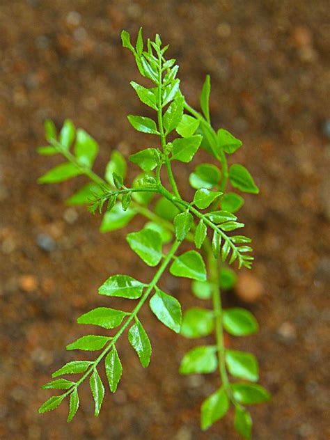 What Are Curry Leaves And Their Uses? | Spice and Life