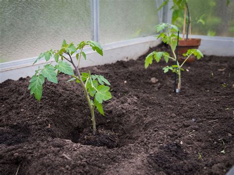 Tomaten pflanzen und pflegen: Anleitung rundum den Anbau