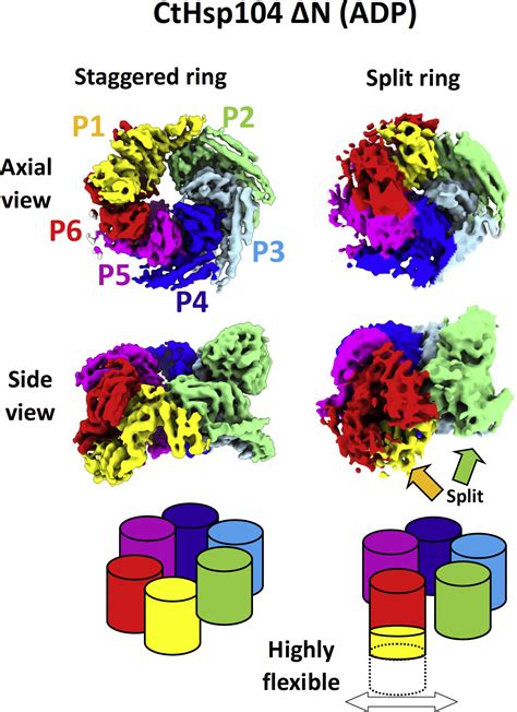 Split Conformation Of Chaetomium Thermophilum Hsp104 Disaggregase Structure