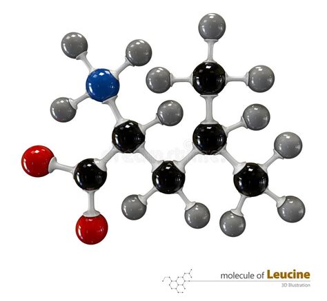 Structure De Mol Cule De Leucine Illustration Stock Illustration Du