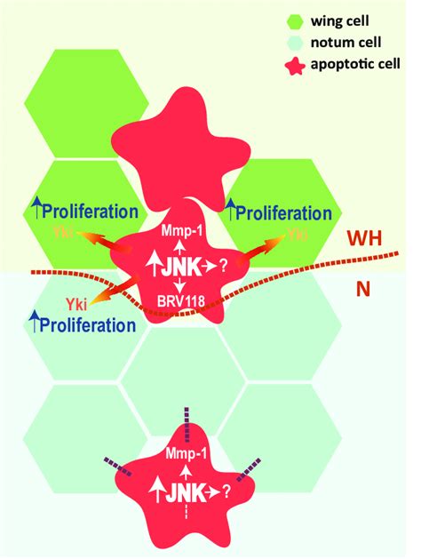 Model For Differences In Jun N Terminal Kinase Jnk Signalling Caused Download Scientific