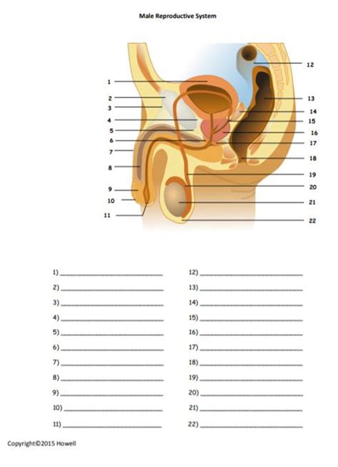 42 Labeling Reproductive System Quiz