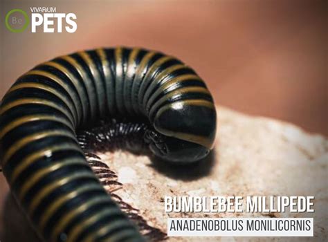 Anadenobolus Monilicornis "Bumblebee Millipede" Care Guide