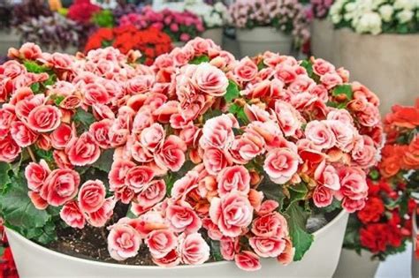 Elatior Begonia Care and Growing Guide | Balcony Garden Web