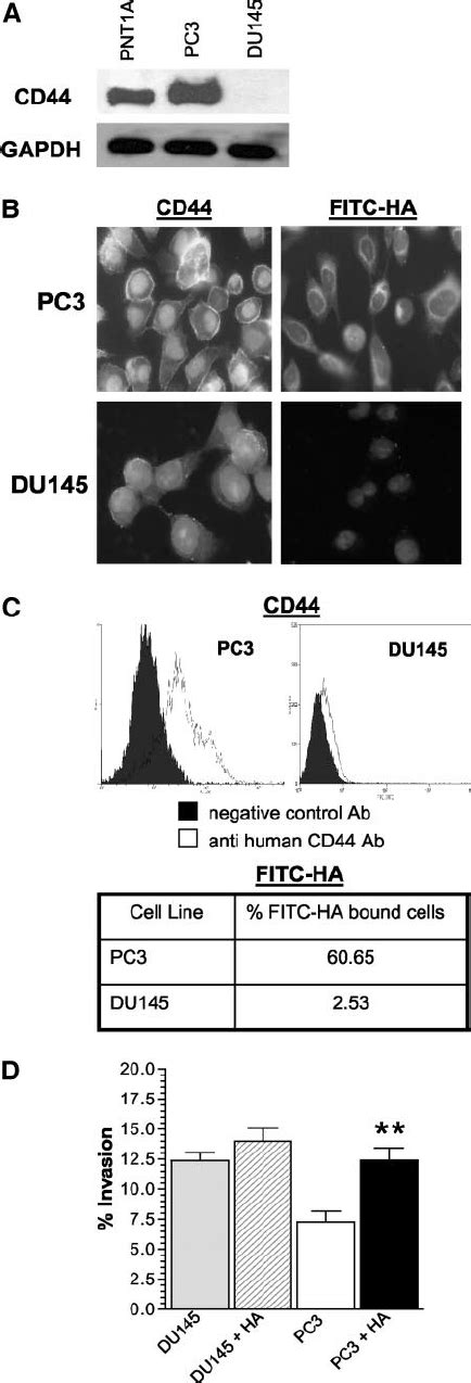 Characterization Of Differential Cd44 Expression On Metastatic Prostate Download Scientific