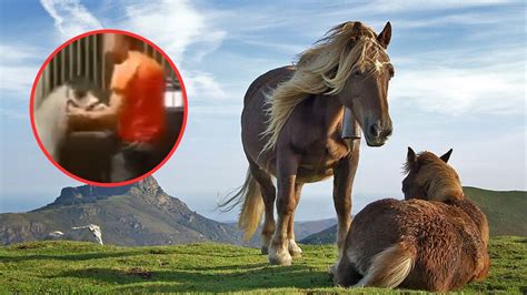 Horse video Twitter de qué trata esta grabación que circula en