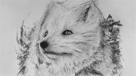 Arctic Fox Drawing