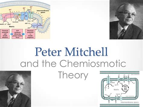 PPT - Peter Mitchell PowerPoint Presentation, free download - ID:2847696