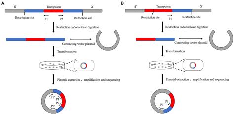 Frontiers Application Of Transposon Insertion Site Sequencing Method