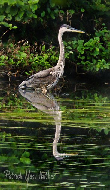 Great Blue Heron Lake George Ny Lake George Adirondacks