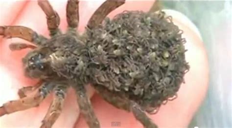 Wolf Spider Babies | RTM - RightThisMinute