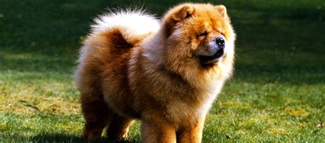 Chow Chow Dog Information | Characteristics | Traits | Facts