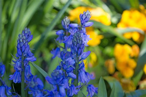 Bluebells And Primrose Dave Gordon Flickr