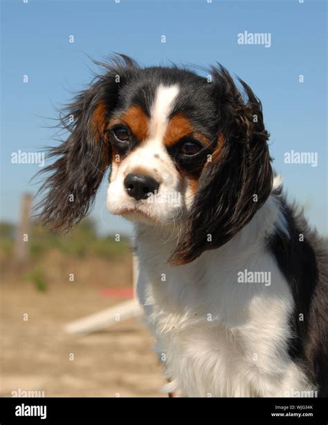 cavalier king charles Stock Photo - Alamy