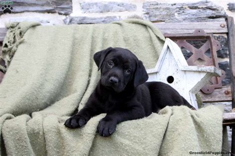 Rottweiler Mix Puppies For Sale | Greenfield Puppies