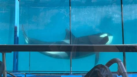 Marineland Ferme Son Directeur Est Dans Ici Matin Ici