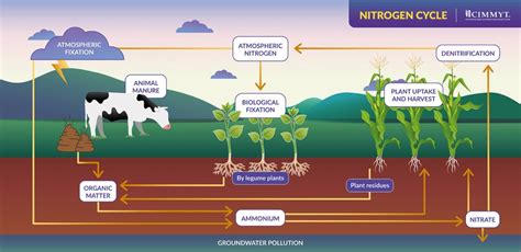 El nitrógeno en la agricultura CIMMYT