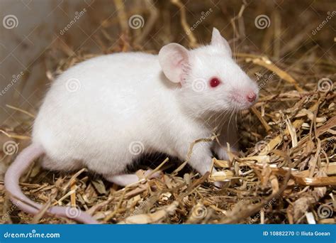 White Mouse Stock Photo - Image: 10882270