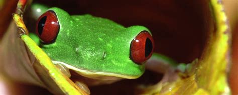 Guided Jungle Night Walk | LoveCostaRica.com