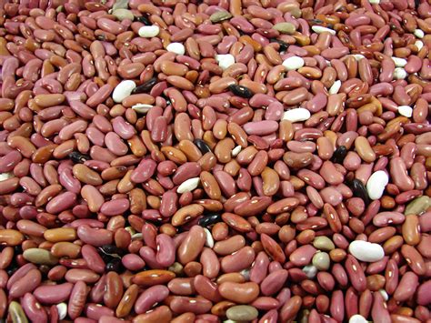 How to Grow Your Own Dry Beans - True Preparedness